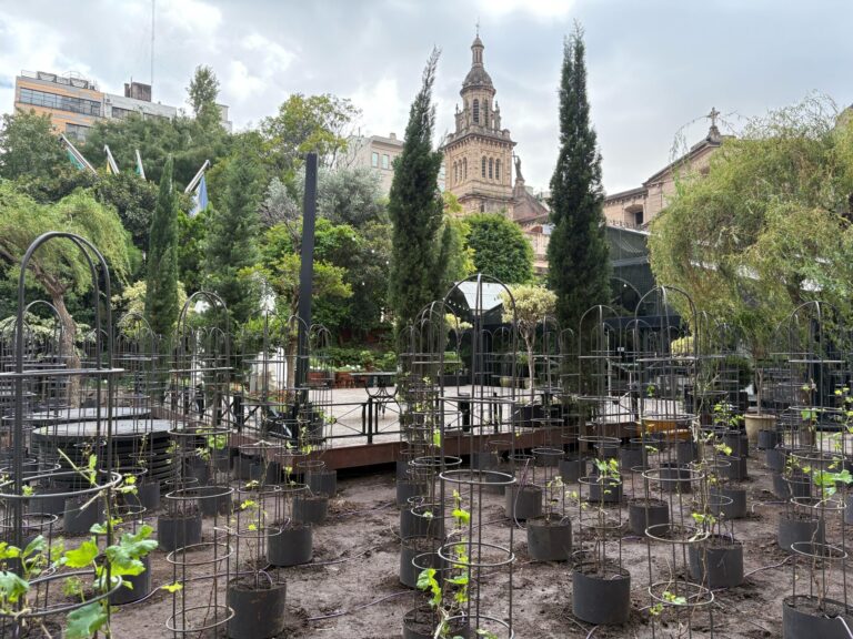 A tres cuadras de Plaza de Mayo. El primer viñedo urbano de América Latina está en el centro de Buenos Aires