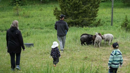 Cómo ser pastor por una semana: un programa de veraneo muy popular en Finlandia
