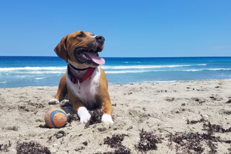 Día del Perro: por qué se celebra hoy y cuáles son las razas más amigables