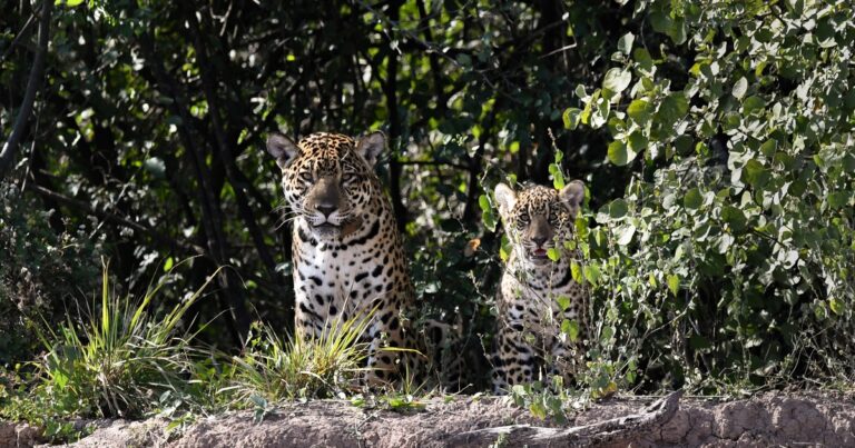 Sorpresa en El Impenetrable: volvió a nacer un yaguareté después de 35 años