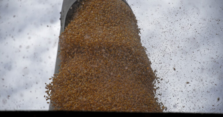 A pocos días del comienzo de la siembra, proyectan un fuerte repunte del área de maíz