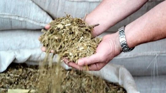 Productores yerbateros exigen vender el kilo de hoja verde arriba de los 450 para cubrir costos de producción