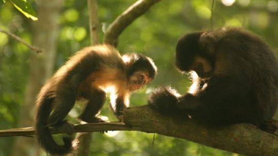 Científicos argentinos descubren porqué los monos caí descortezan los pinos en Misiones