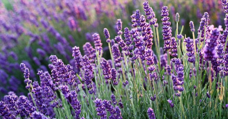 Maceta con pequeñas plantas de lavanda creciendo en un alféizar soleado.