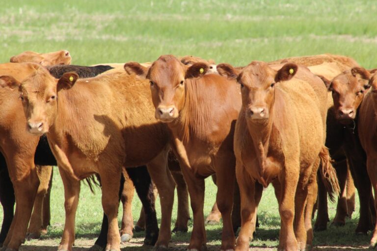 El warrant, una llave de crédito para productores agropecuarios