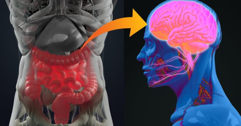 Ilustración conceptual del intestino y el cerebro conectados, representando el eje intestino-cerebro.
