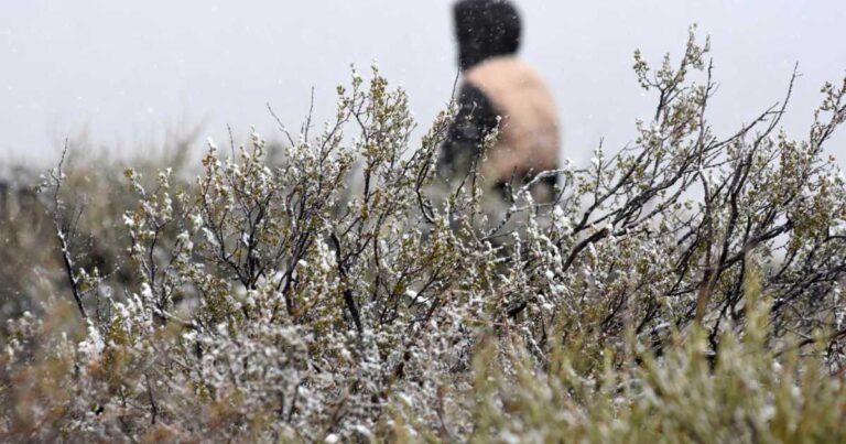 Mapa o imagen ilustrativa del pronóstico de nieve en la cordillera de Patagonia