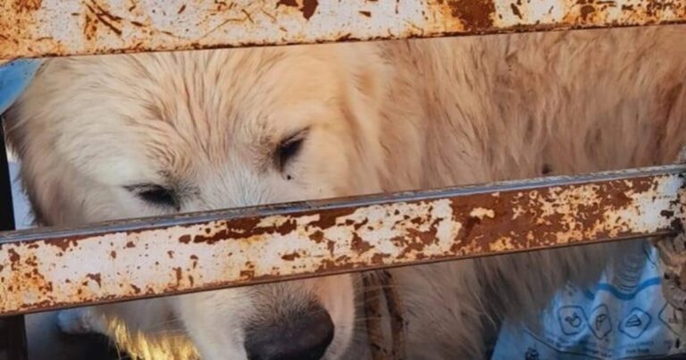 Camion en ruta de montaña, ilustrativa del incidente en la Ruta 43 de Neuquén