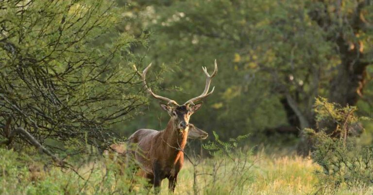 Ciervo en zona periurbana de Bariloche, cerca del arroyo Ñireco.