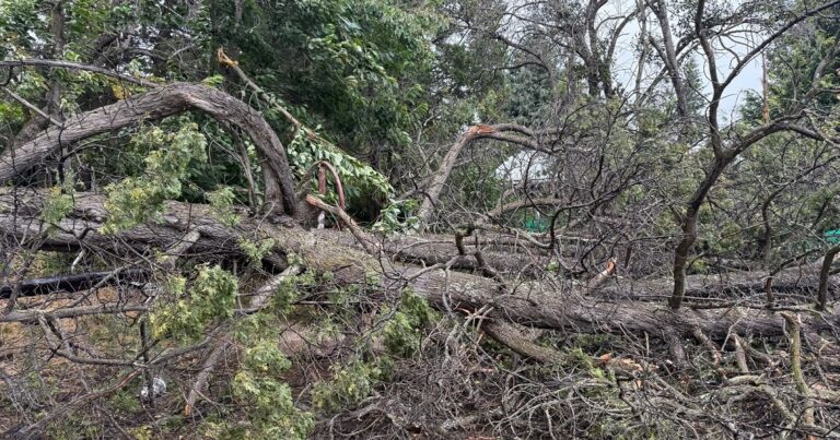Árboles y calle en Bariloche, ilustración de arbolado urbano.