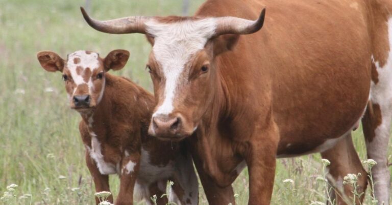 Rodeo de bovinos Criollos pastando en un campo argentino
