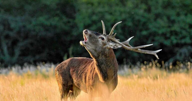 Ciervo colorado bramando durante el otoño en el caldenal de la Reserva Provincial Parque Luro, La Pampa.