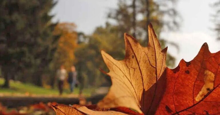 Paisaje otoñal en la región de los valles de Neuquén y Río Negro con cielo cubierto