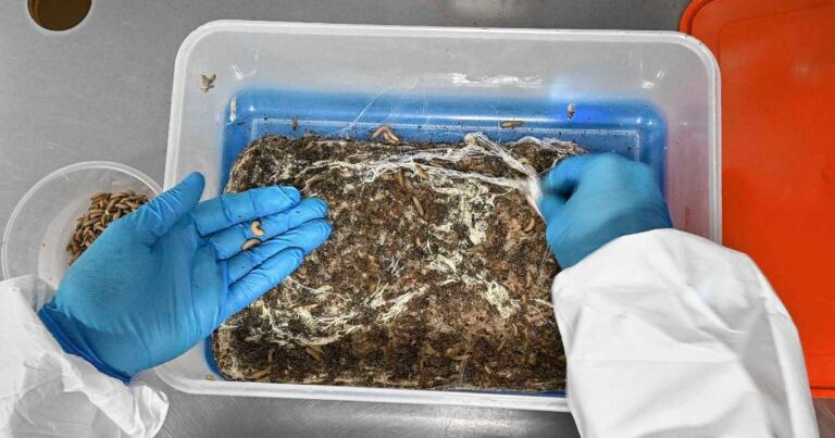 Técnica del INTA observando una avispa benéfica en un laboratorio, utilizada para el control biológico de plagas en frutales.