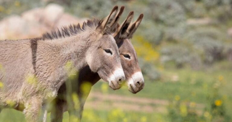 Paisaje patagónico con burros en un campo, ilustrando el debate sobre su consumo.