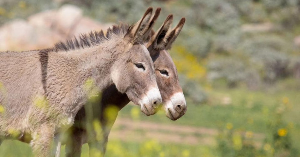 Debate en la Patagonia por el consumo de carne de burro | Río Negro al Día