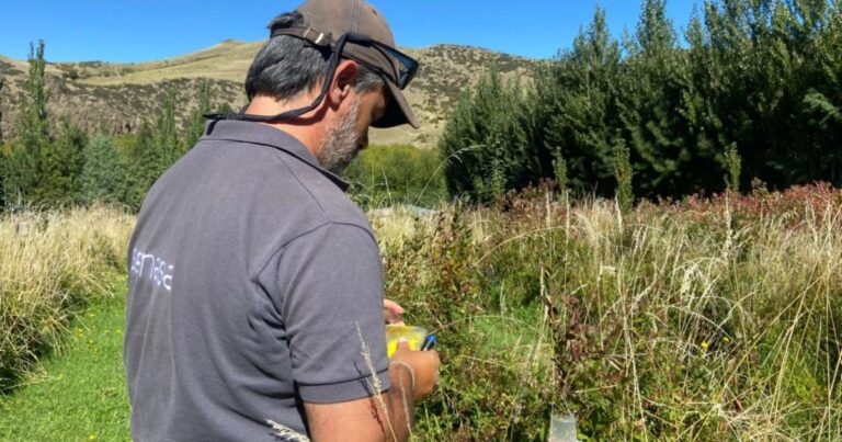 Técnicos realizando ensayos de campo para el control de plagas en cultivos de fruta fina en la cordillera