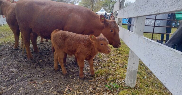 Veterinario realizando un tacto rectal en ganado bovino en un campo