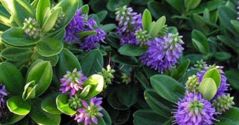 Arbusto Hebe o verónica con espigas de flores color lila en un jardín, con una mariposa posada sobre ellas.