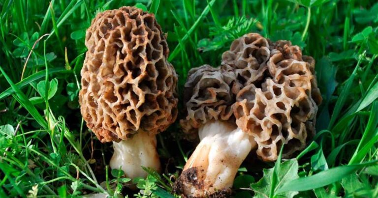 Cartel de la Fiesta del Hongo en Esquel con bosque de fondo