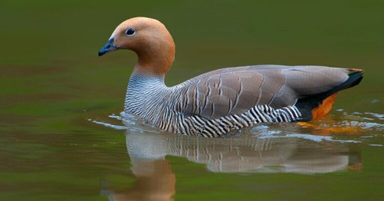 Cauquenes en un mallín de la Patagonia, hábitat amenazado por el cambio climático.