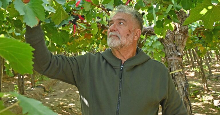 Gustavo Liss en su viñedo de uva de mesa en una chacra de Cipolletti, Río Negro.