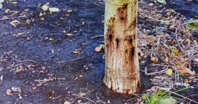 Especialista del INTA examinando muestras de suelo y raíces de nogal en un campo de Río Negro