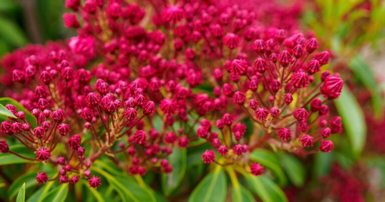 Arbusto de laurel de flor o adelfa con flores rosadas en un jardín de Río Negro