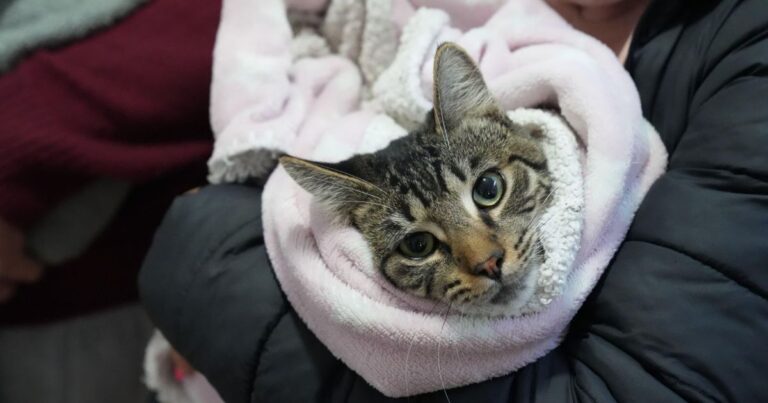 Veterinario realizando control de salud a un gato durante el operativo municipal en Neuquén.
