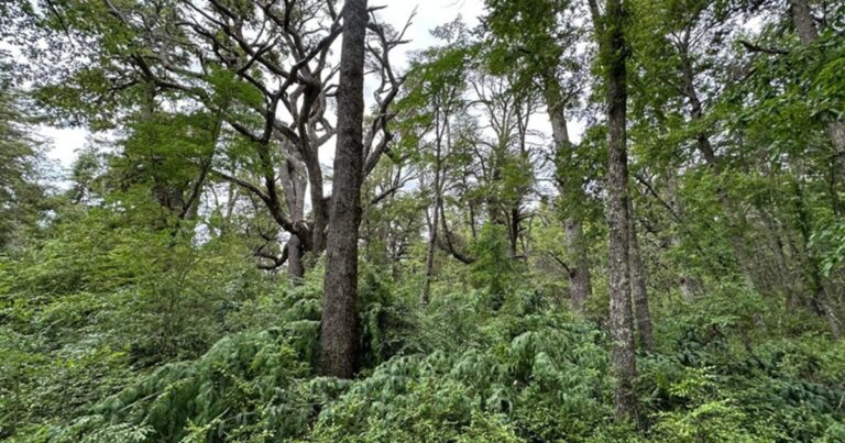 Vista del paisaje del Parque Nacional Lanín con bosque nativo y áreas afectadas por especies exóticas.