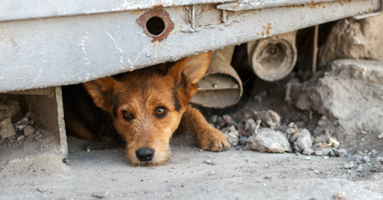 Veterinario conversando sobre tenencia responsable de mascotas en un entorno urbano