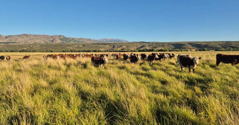 Corrales con ganado preparados para el remate feria en la Sociedad Rural de Bariloche.