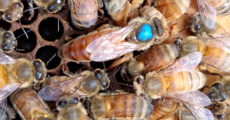 Apicultor Daniel Bustos revisando colmenas en su cabaña La Reina del Valle, Lamarque, Río Negro.