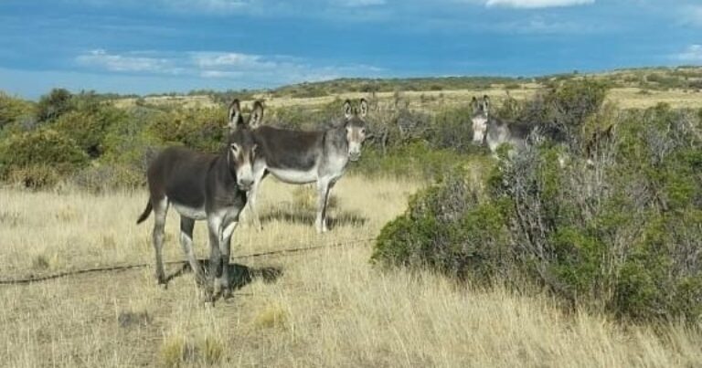 Julio Cittadini, productor agropecuario, presenta cortes de carne de burro en una carnicería de Trelew, Chubut.
