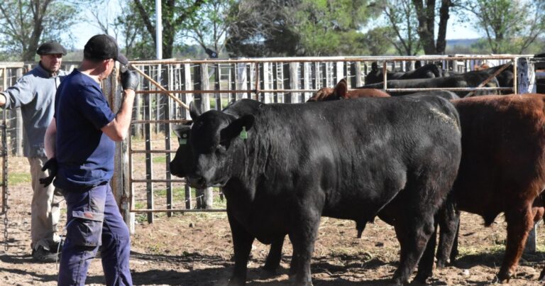 Imagen referencial de ganado bovino en un campo de la Patagonia, contexto del Remate de Invernada.
