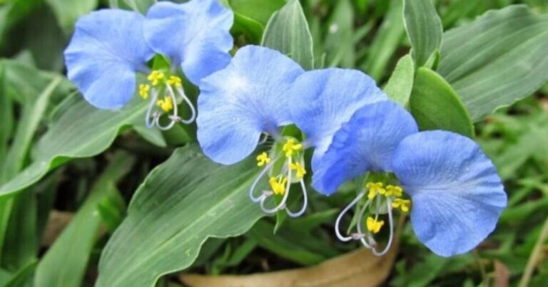 Flor azul o lila de la planta Santa Lucía (Commelina erecta) creciendo en un jardín o terreno de Río Negro.